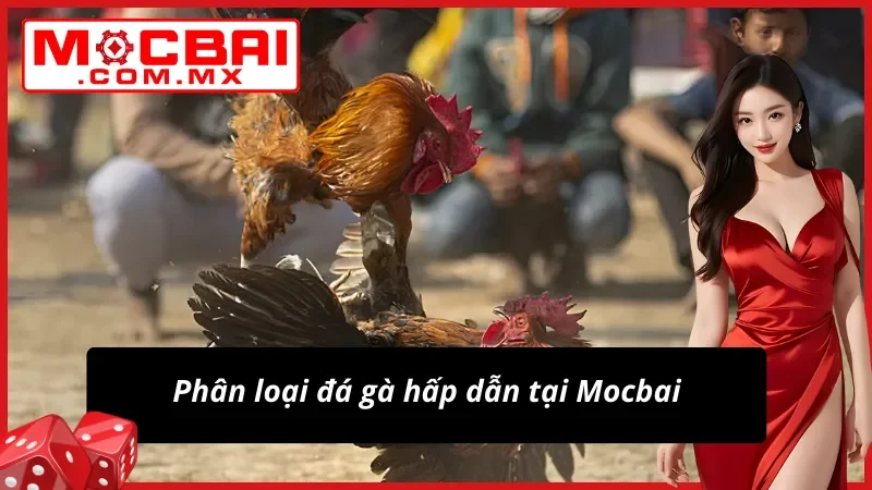 Đá Gà Mocbai – Địa Chỉ Cá Cược Và Xem Live Đá Gà Đẳng Cấp 3 Phân loại Đá Gà hấp dẫn từ nhà cái