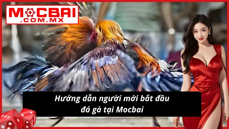 Đá Gà Mocbai – Địa Chỉ Cá Cược Và Xem Live Đá Gà Đẳng Cấp 7 Hướng dẫn tân thủ Đá Gà Mocbai thắng lớn cùng nhà cái