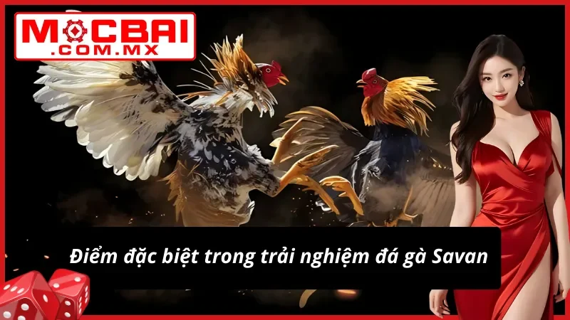Trải nghiệm khác biệt của Đá Gà Savan tại nhà cái