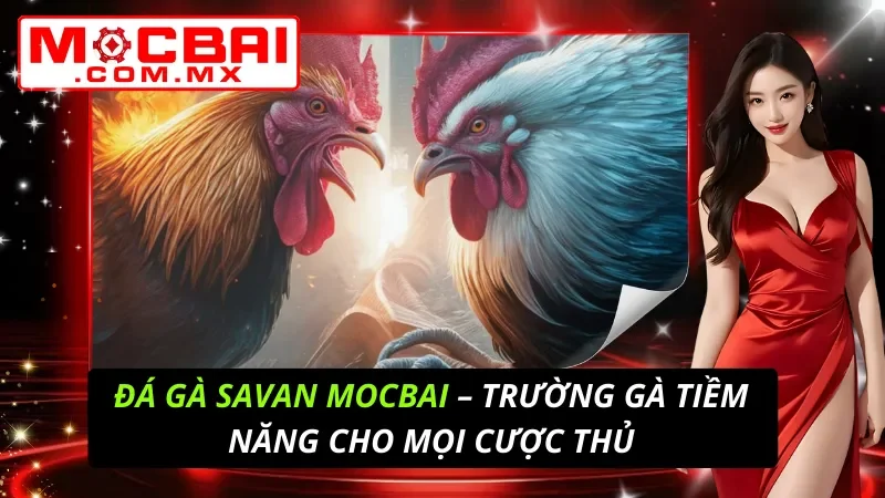 Đá Gà Savan – Trường Gà Tiềm Năng Cho Mọi Cược Thủ Mocbai 5 Đá Gà Savan