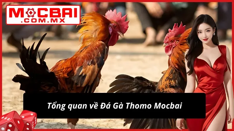 Đôi nét nổi bật về Đá Gà Thomo