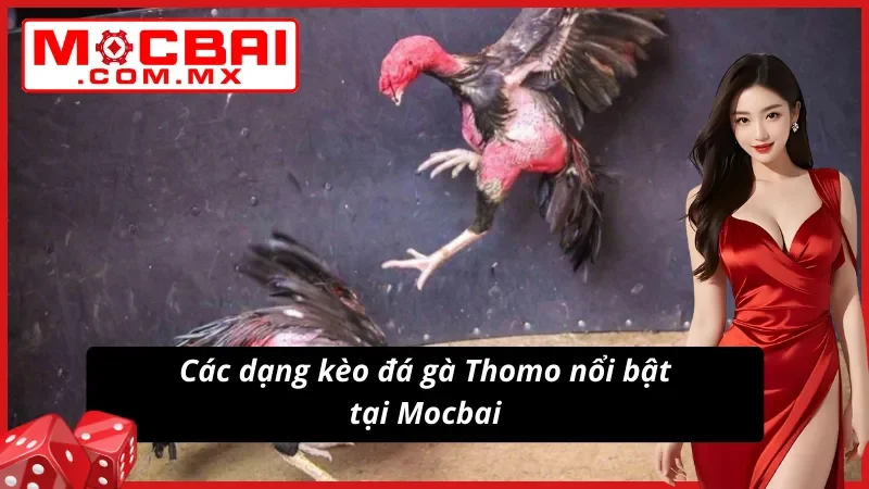 Đa dạng phân loại kèo Đá Gà Thomo đặc sắc