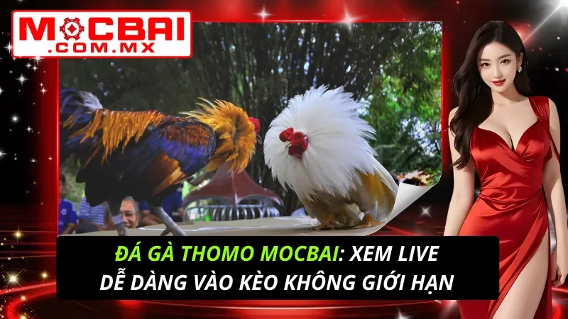 Đá Gà Thomo: Xem Live Dễ Dàng Vào Kèo Không Giới Hạn Tại Mocbai 6 Đá Gà Thomo