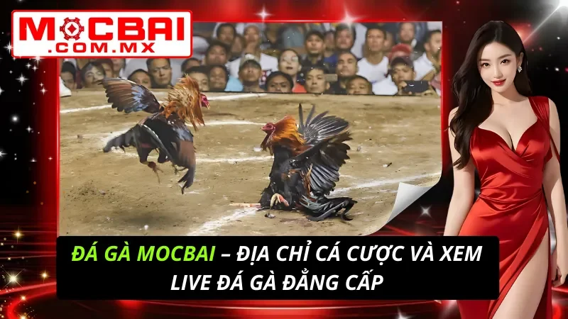 Đá Gà Mocbai – Địa Chỉ Cá Cược Và Xem Live Đá Gà Đẳng Cấp 7 Đá Gà